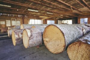 Logs for timber sawmill