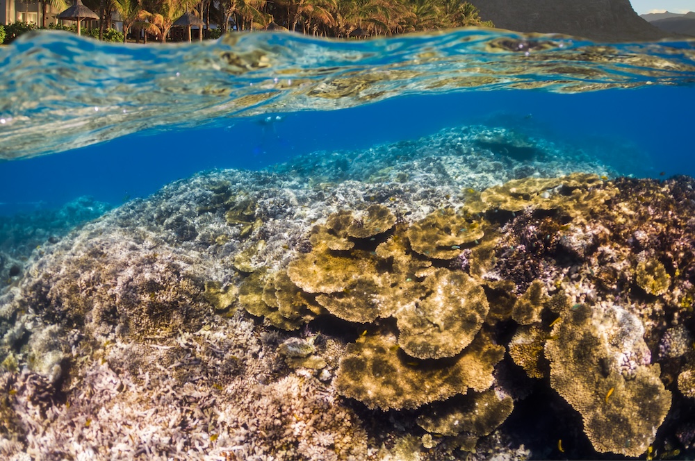 Coral reefs underwater